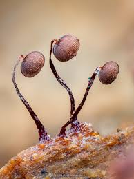 Attēlu rezultāti vaicājumam “Physarum diderma macro”