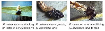 Attēlu rezultāti vaicājumam “Syrphus sp. larva”