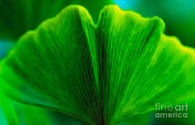 Attēlu rezultāti vaicājumam “Ginkgo biloba leaf”