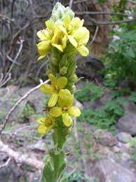 Attēlu rezultāti vaicājumam “Verbascum thapsus flower”