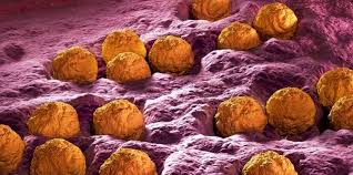 Attēlu rezultāti vaicājumam “Bacidia rubella”