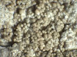 Attēlu rezultāti vaicājumam “Pertusaria coccodes”