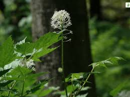 Attēlu rezultāti vaicājumam “Actaea spicata flower”