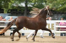 Image result for chestnut friesian
