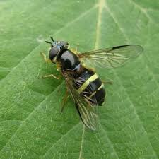 Attēlu rezultāti vaicājumam “Dasysyrphus tricinctus”