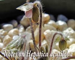 Attēlu rezultāti vaicājumam “Hepatica nobilis bud”