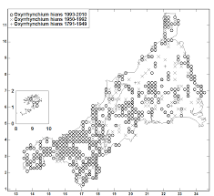 Attēlu rezultāti vaicājumam “Oxyrrhynchium hians var. rigidum macro”