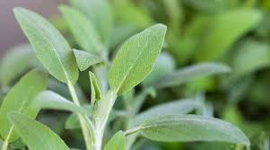 Attēlu rezultāti vaicājumam “Salvia officinalis leaf”