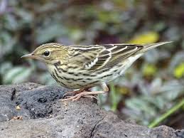 Image result for Anthus gustavi