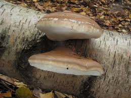 Attēlu rezultāti vaicājumam “Piptoporus betulinus”