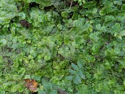 Attēlu rezultāti vaicājumam “Reboulia hemisphaerica”