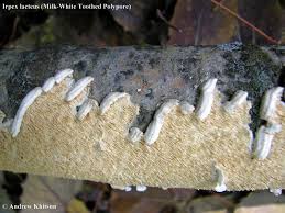 Attēlu rezultāti vaicājumam “Irpex lacteus”