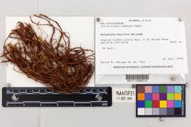 Attēlu rezultāti vaicājumam “Polytrichastrum pallidisetum macro”