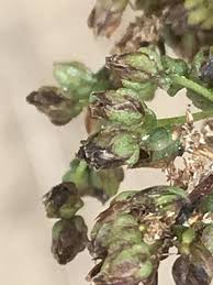 Image result for Artemisia caudata