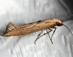 Attēlu rezultāti vaicājumam “Epermeniidae”