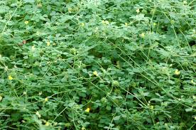 Attēlu rezultāti vaicājumam “Medicago”