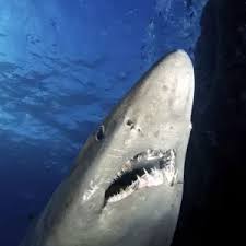 Image result for Odontaspis ferox