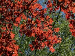 Attēlu rezultāti vaicājumam “Acer platanoides fo. schwedleri”