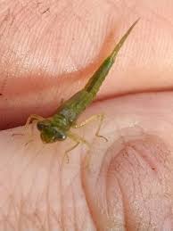 Attēlu rezultāti vaicājumam “Trioza dispar nymph”