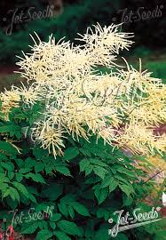 Image result for Aruncus dioicus