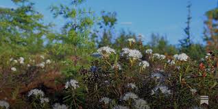 Attēlu rezultāti vaicājumam “Ledum palustre flower”