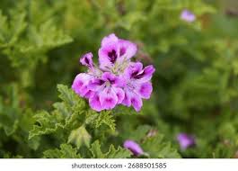 Attēlu rezultāti vaicājumam “Geraniaceae”