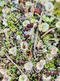 Attēlu rezultāti vaicājumam “Cladonia pyxidata”