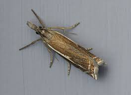 Attēlu rezultāti vaicājumam “Crambus lathoniellus”