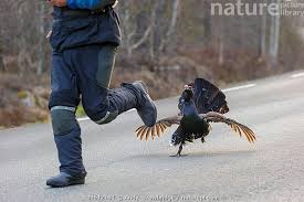 Attēlu rezultāti vaicājumam “Tetrao urogallus male”
