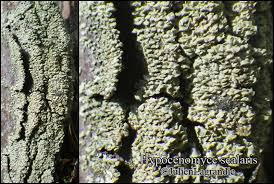 Attēlu rezultāti vaicājumam “Hypocenomyce scalaris”