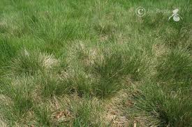 Attēlu rezultāti vaicājumam “Nardus stricta”