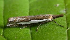 Attēlu rezultāti vaicājumam “Crambus silvella”