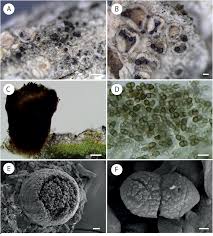 Attēlu rezultāti vaicājumam “Calicium adspersum”
