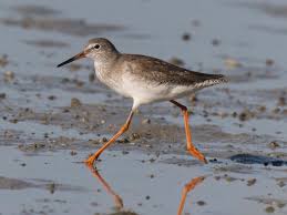 Attēlu rezultāti vaicājumam “Tringa totanus”