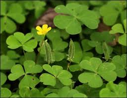 Attēlu rezultāti vaicājumam “Oxalis corniculata”