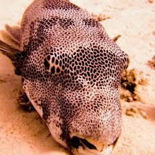 Image result for Darwen Snorkelling Club