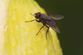 Attēlu rezultāti vaicājumam “Tachinidae”