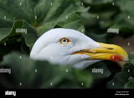 Attēlu rezultāti vaicājumam “Larus argentatus nest”