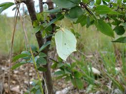 Attēlu rezultāti vaicājumam “Gonepteryx rhamni female”