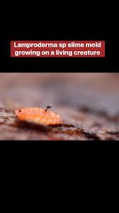 Attēlu rezultāti vaicājumam “Lamproderma sp.”