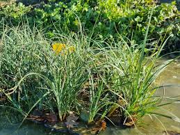 Attēlu rezultāti vaicājumam “Carex panicea fruit”