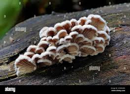 Attēlu rezultāti vaicājumam “Schizophyllum commune”