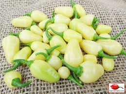 Afbeeldingsresultaat voor white habanero hot pepper