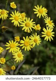 Attēlu rezultāti vaicājumam “Senecio vernalis bud”