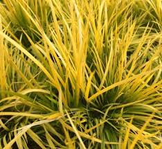 Attēlu rezultāti vaicājumam “Acoraceae”