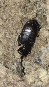 Attēlu rezultāti vaicājumam “Limodromus assimilis”