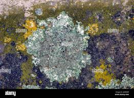 Attēlu rezultāti vaicājumam “Lecanora muralis”