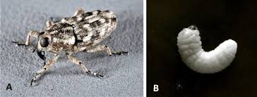 Attēlu rezultāti vaicājumam “Thecabius affinis nymph”