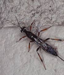 Image result for East Kilbride Wasps