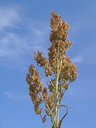 Attēlu rezultāti vaicājumam “Rumex thyrsiflorus”